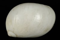 藏品(白玉螺)的圖片